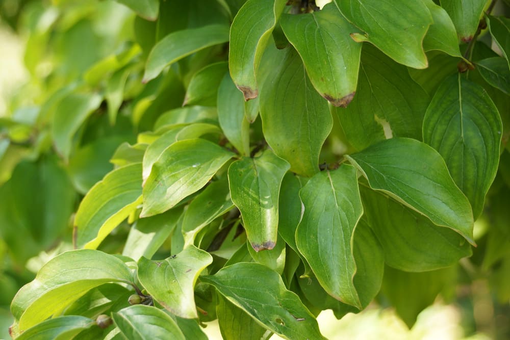 Kornelkirsche - Cornus mas