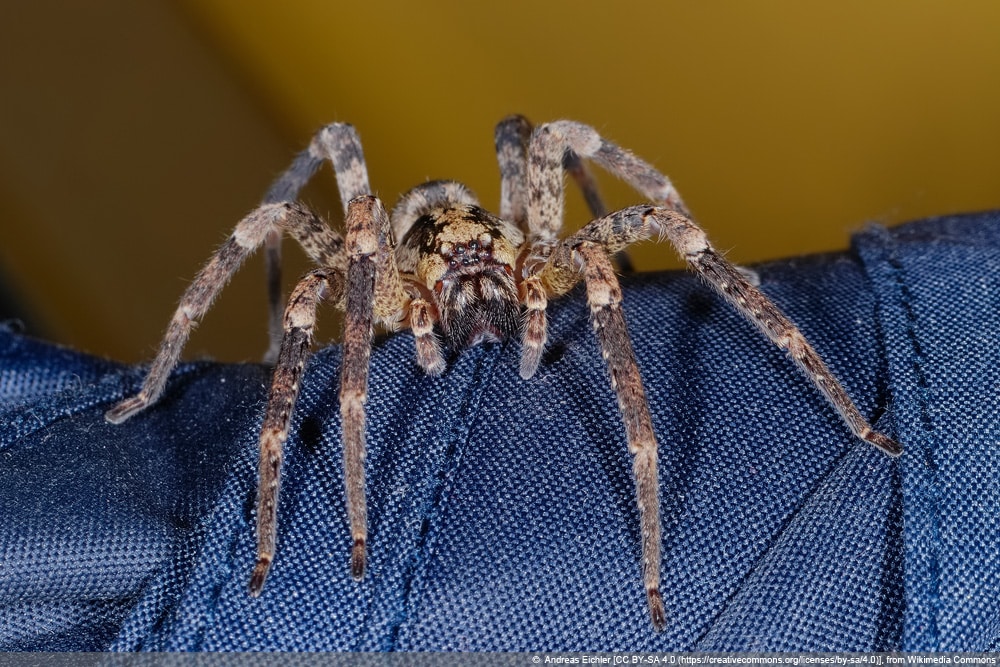 Kräuseljagdspinne - Zoropsis spinimana