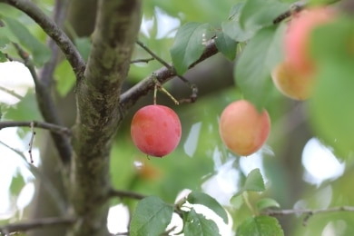 Mirabelle - Prunus Domestica
