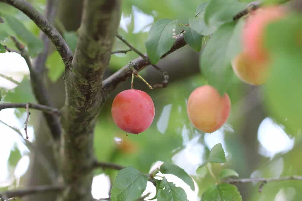 Mirabelle - Prunus domestica