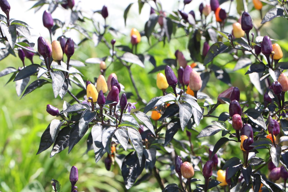 Naschzipfel - Capsicum annum - Bolivian rainbow