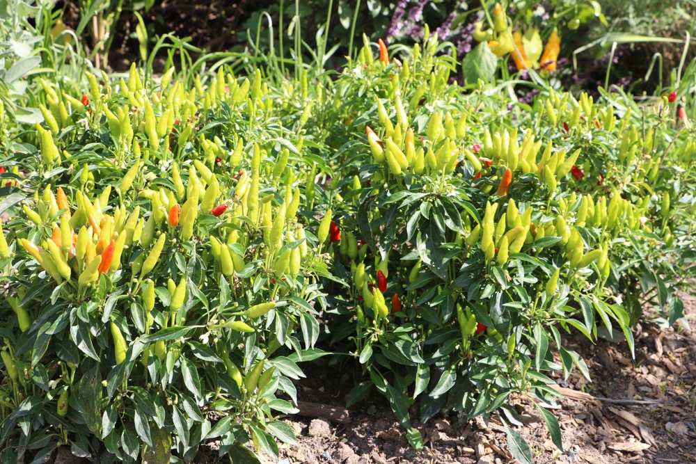 Naschzipfel - Capsicum annum - Candlelight