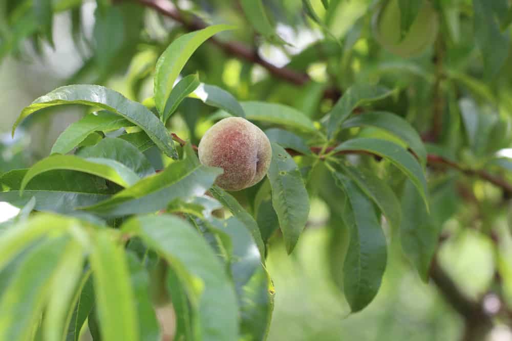 Pfirsichbaum - Prunus persica