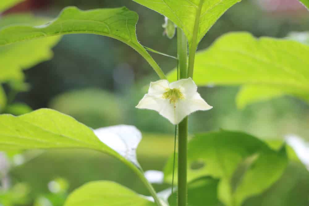 Physalis richtig schneiden und überwintern