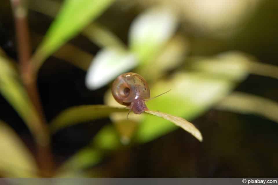 Posthornschnecke im Aquarium alles über Haltung und Vermehrung