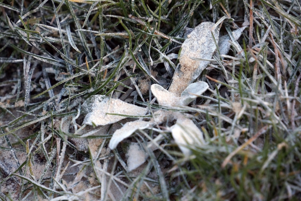 Gartenkalk ausbringen wofür und wann? Darum ist Kalk gut