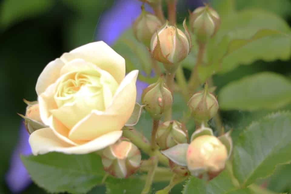 Rosen umsetzen wann und wie Sie Rosen richtig umpflanzen