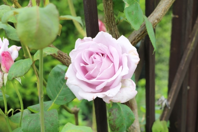 Rosen umsetzen wann und wie Sie Rosen richtig umpflanzen