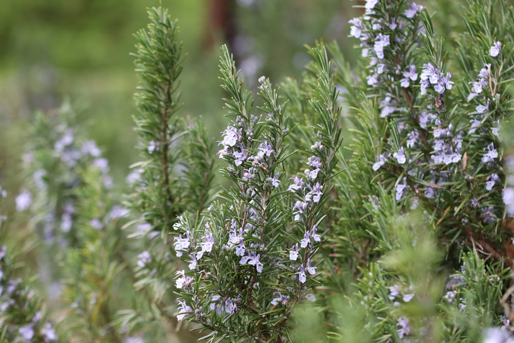 Rosmarin - Rosmarinus officinalis