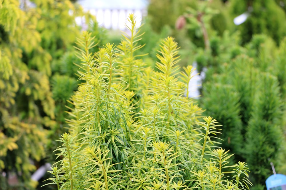 Säuleneibe - Taxus baccata - Fastigiata robusta