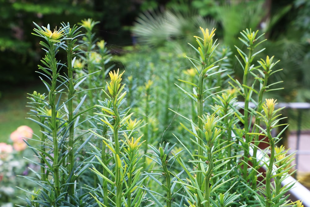 Säuleneibe - Taxus baccata - Fastigiata robusta