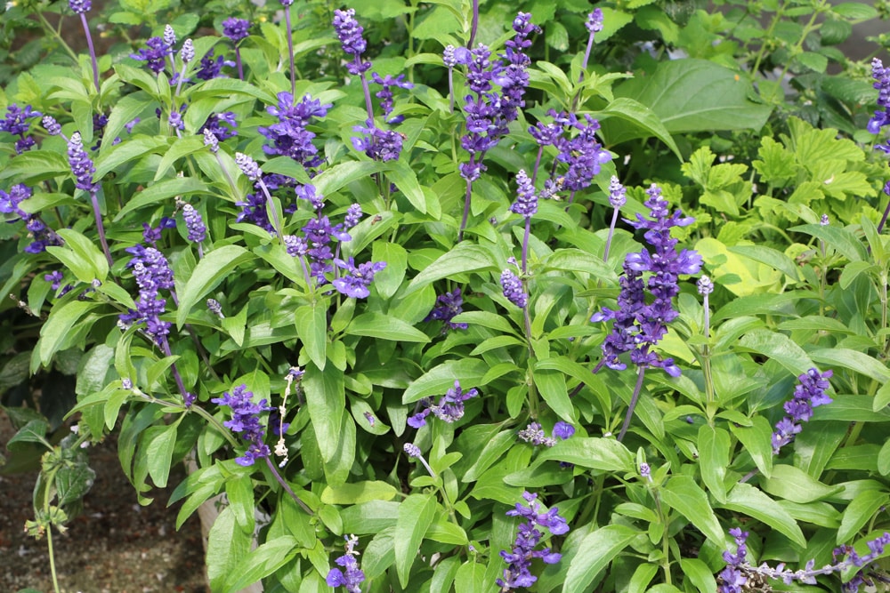 Salvia farinacea - mehliger Salbei