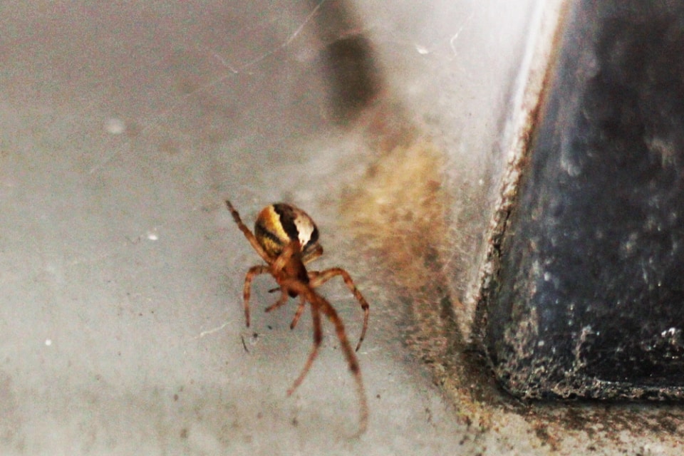 Spinnen im Haus vertreiben wie Sie Hausspinnen loswerden