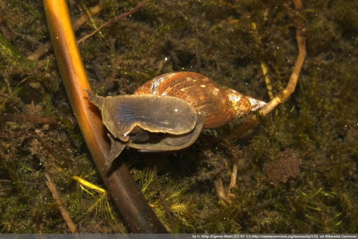 Spitzschlammschnecke - Spitzhornschnecke - Lymnaea stagnalis