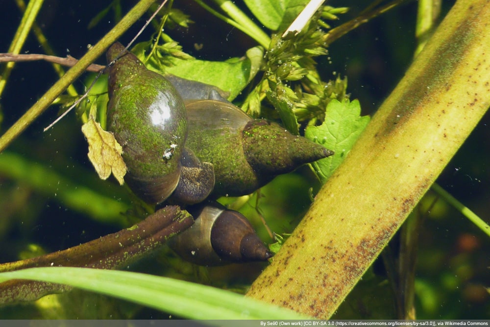 Spitzschlammschnecke - Spitzhornschnecke - Lymnaea stagnalis