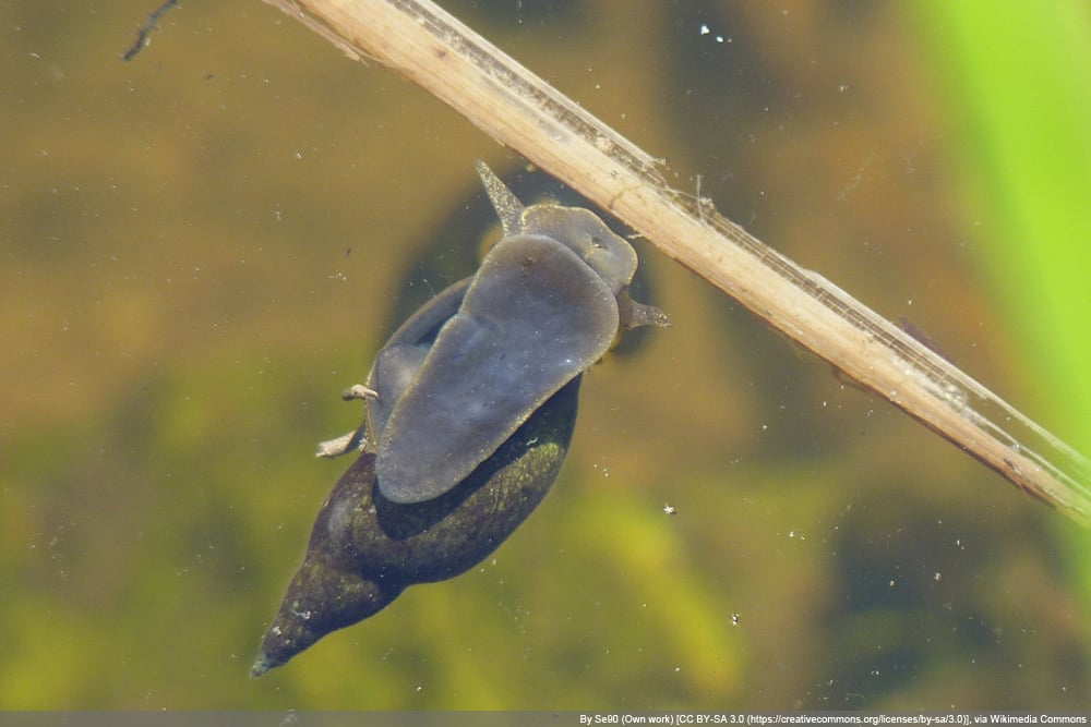 Spitzschlammschnecke - Spitzhornschnecke - Lymnaea stagnalis