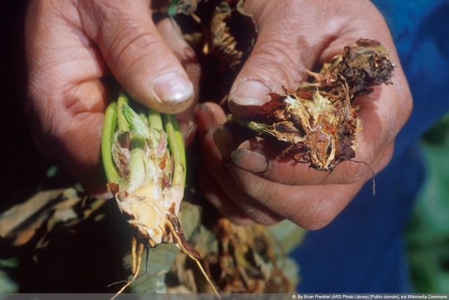 VerticilliumWelke 9 Mittel und resistente Arten von Gehölzen