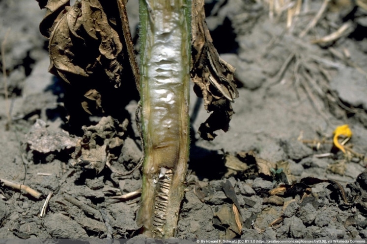 VerticilliumWelke 9 Mittel und resistente Arten von Gehölzen