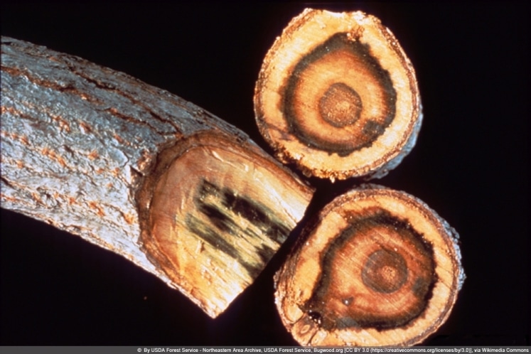 VerticilliumWelke 9 Mittel und resistente Arten von Gehölzen