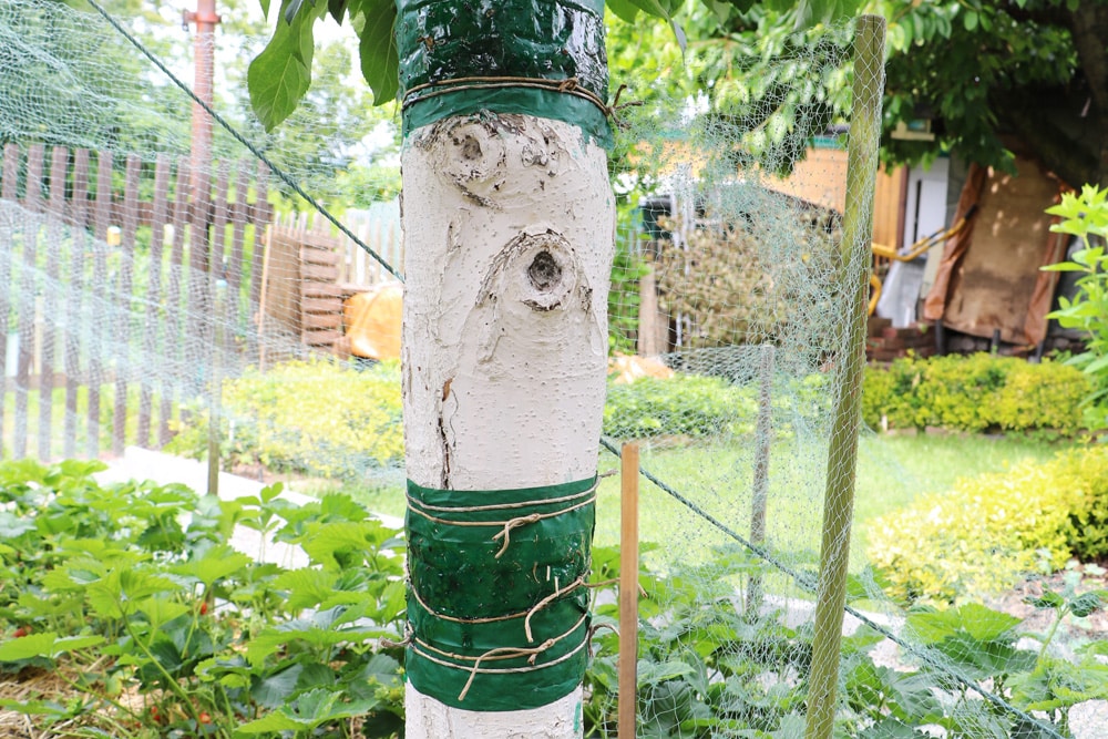 Vogelschutznetz Erdbeeren