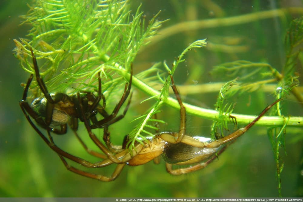 Wasserspinne - Argyroneta aquatica