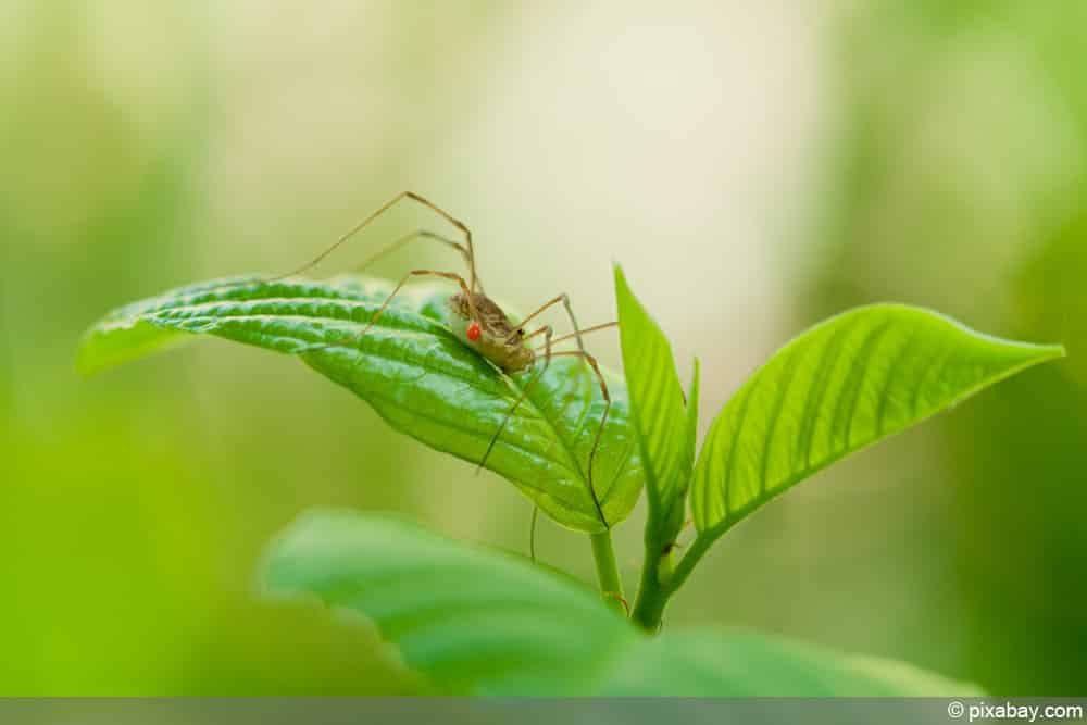 Weberknecht - Opiliones