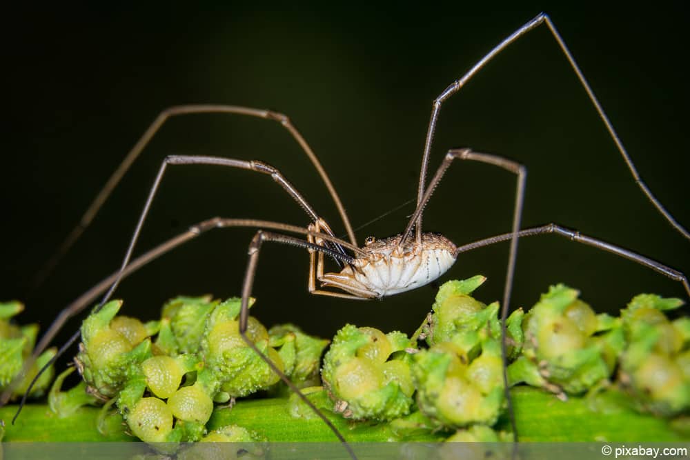 Weberknecht - Opiliones