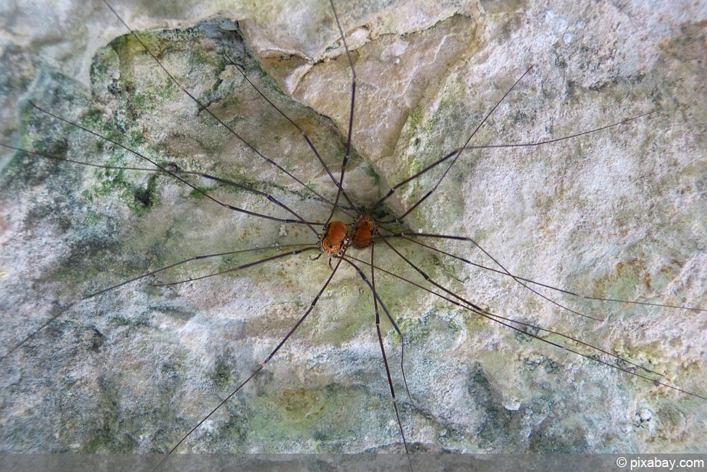 Weberknecht - Opiliones