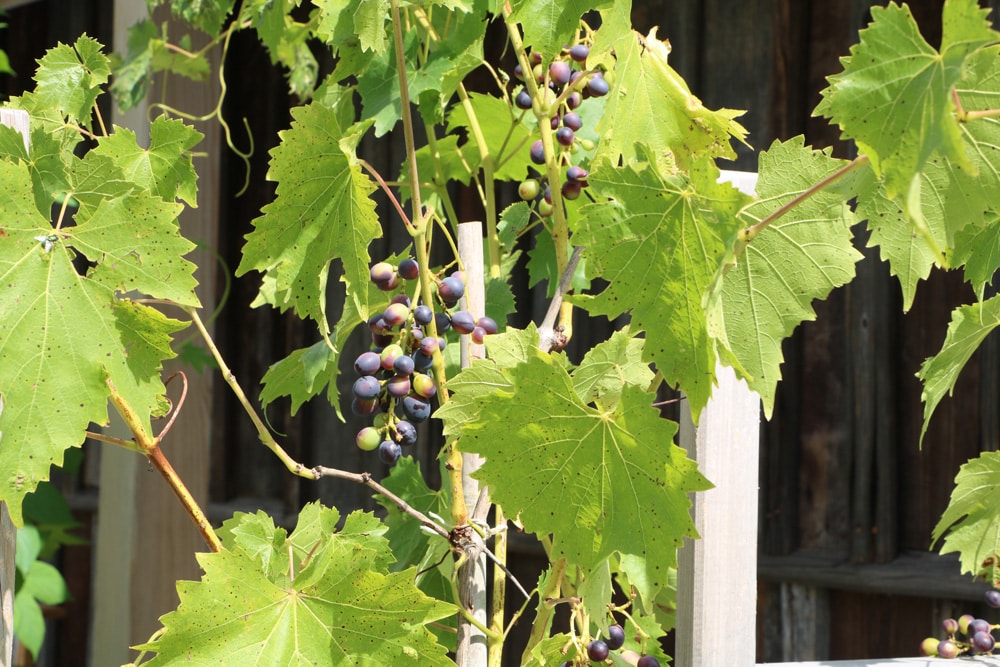 Wein - Vitis - Schwarzfleckenkrankheit