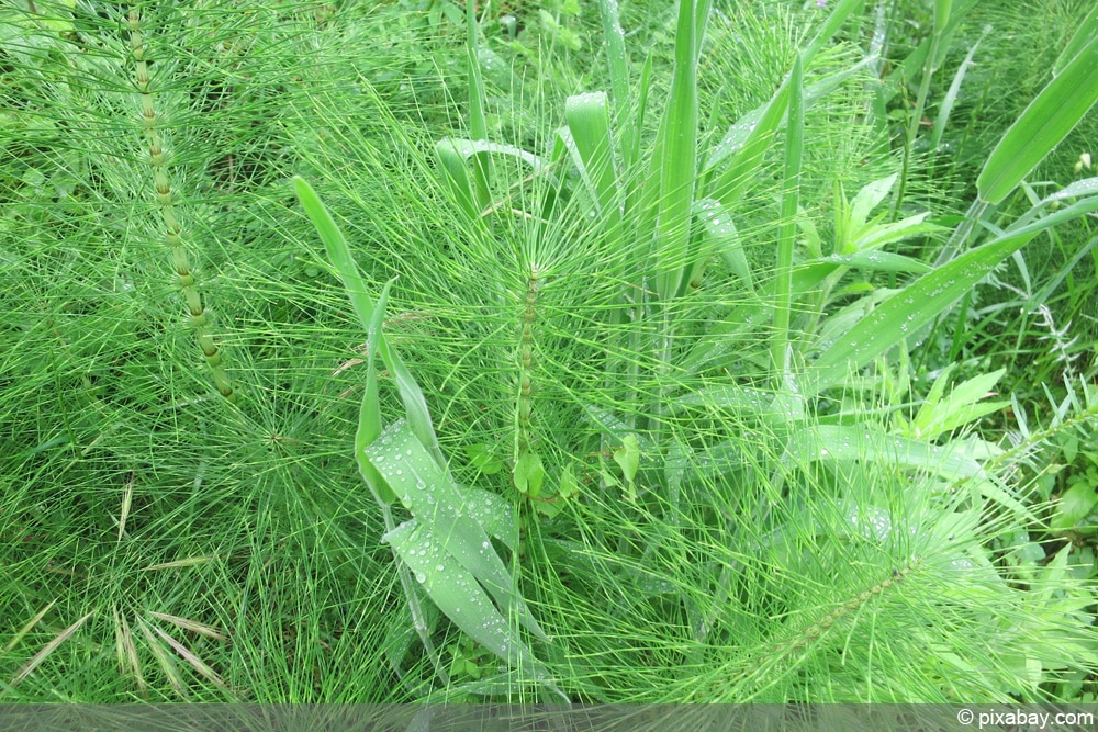 Ackerschachtelhalm - Equisetum arvense