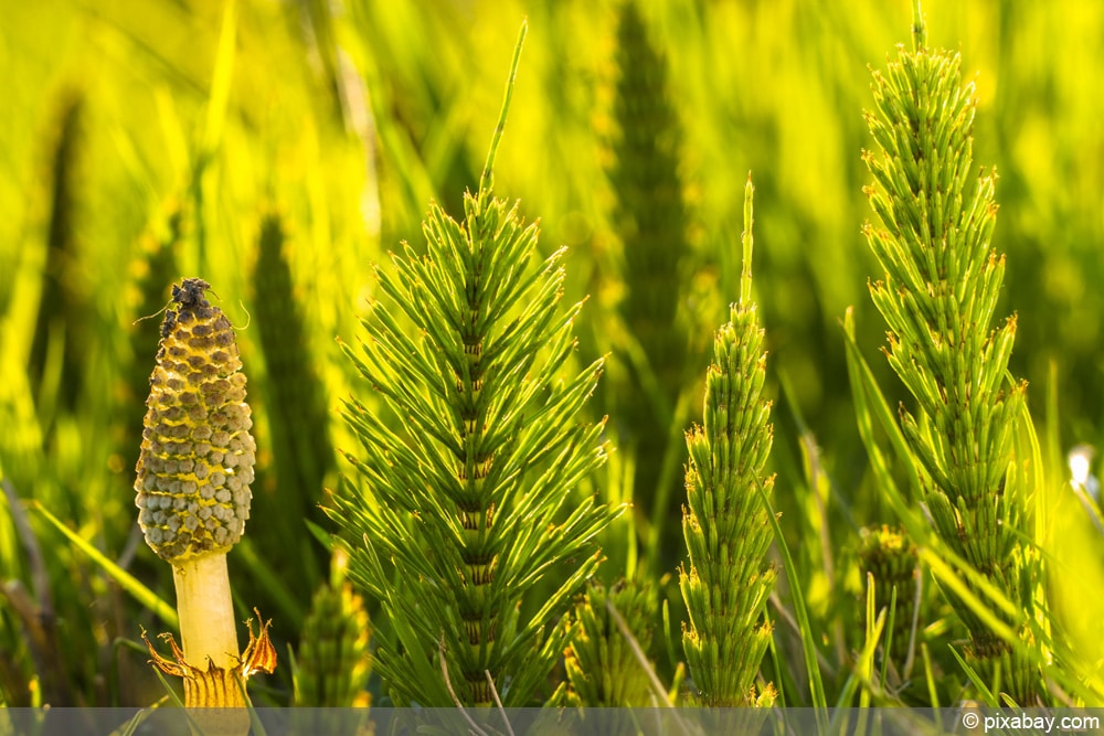 Ackerschachtelhalm - Equisetum arvense