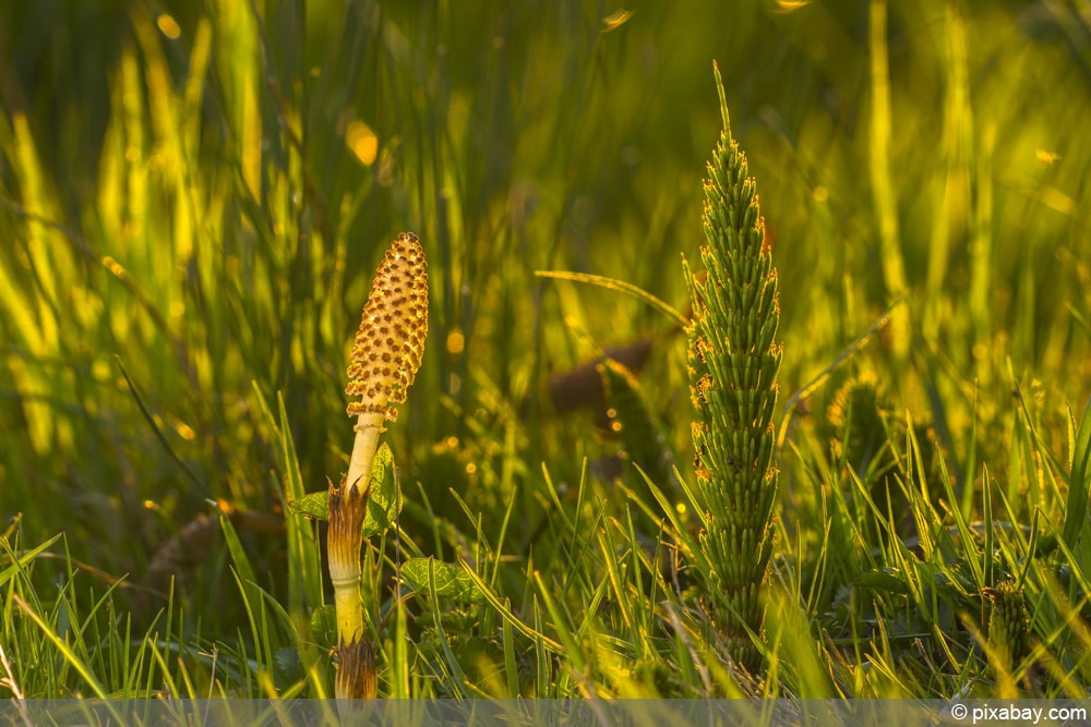 Ackerschachtelhalm - Equisetum arvense