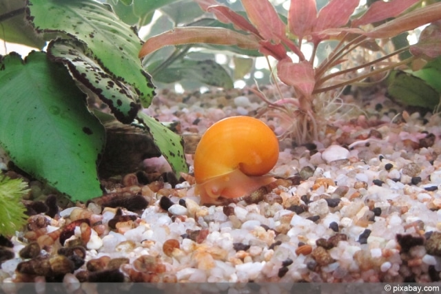 Apfelschnecken im Aquarium: Haltung, Temperatur und Vermehrung ...