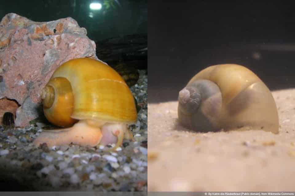 Apfelschnecken im Aquarium Haltung, Temperatur und Vermehrung
