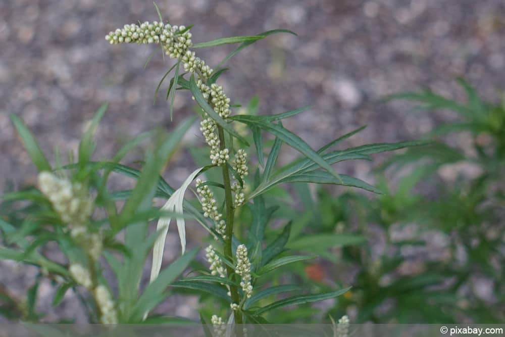 Beifuß - Artemisia vulgaris