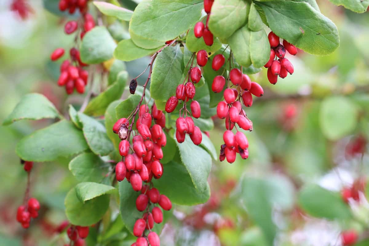 gewöhnliche Berberitze - Berberis vulgaris