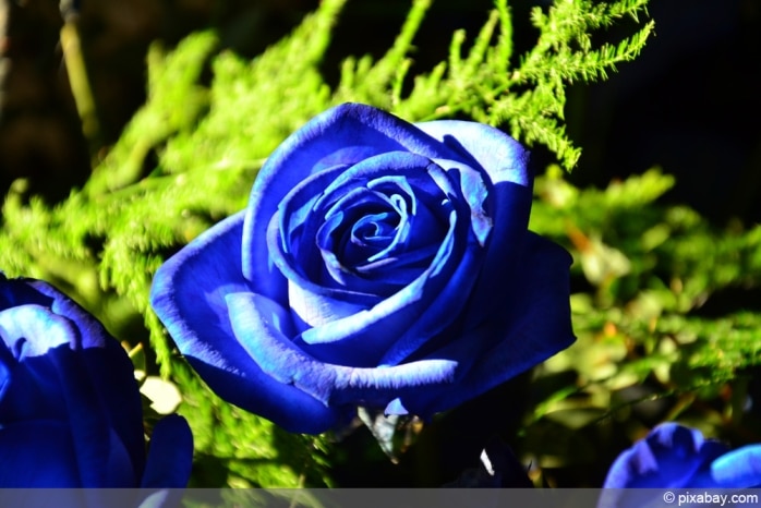 Blaurose