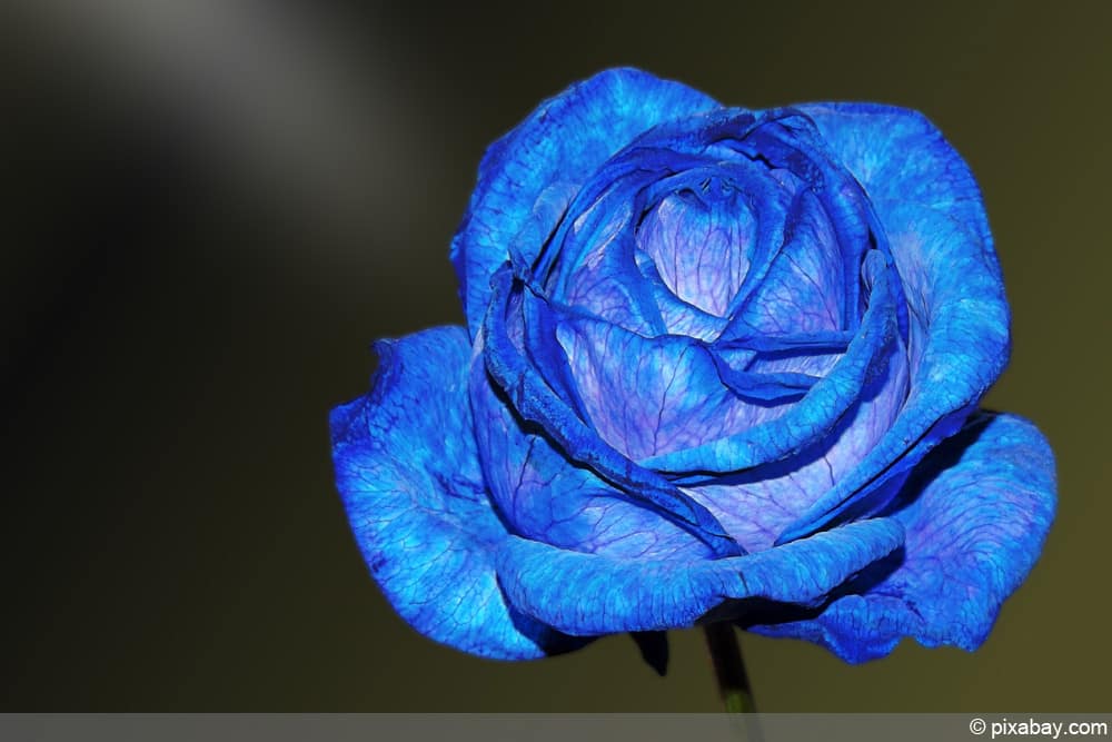 blaue Rosen