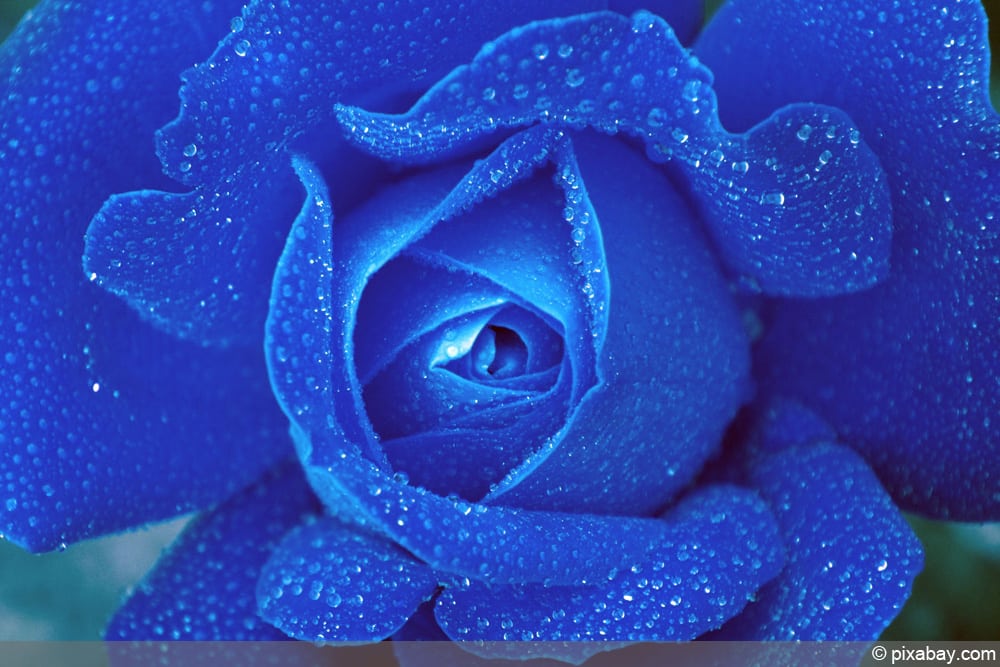 blaue Rosen