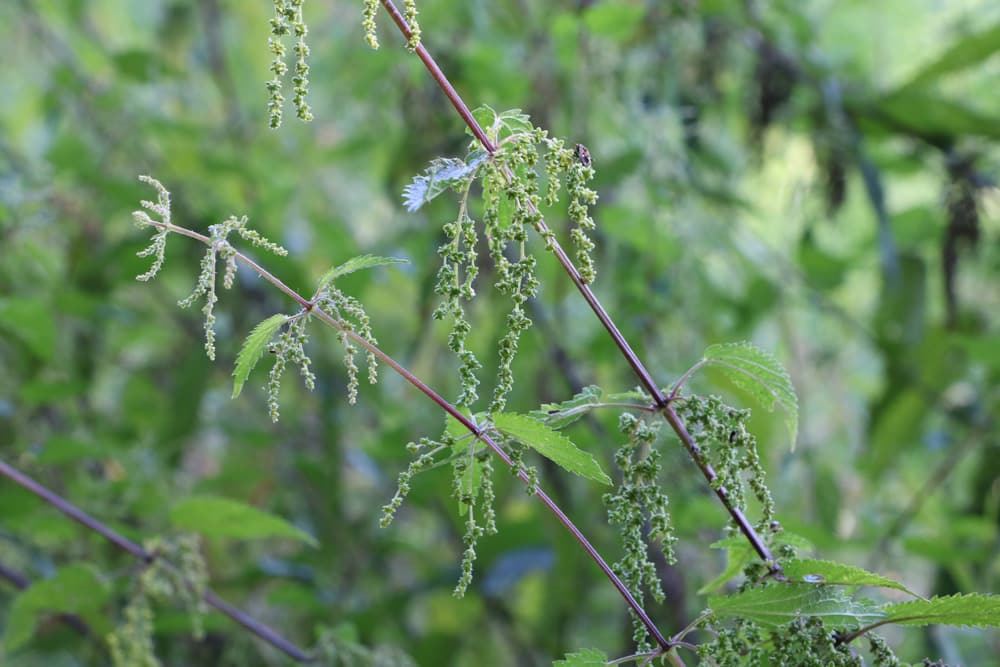 Brennnessel - Urtica