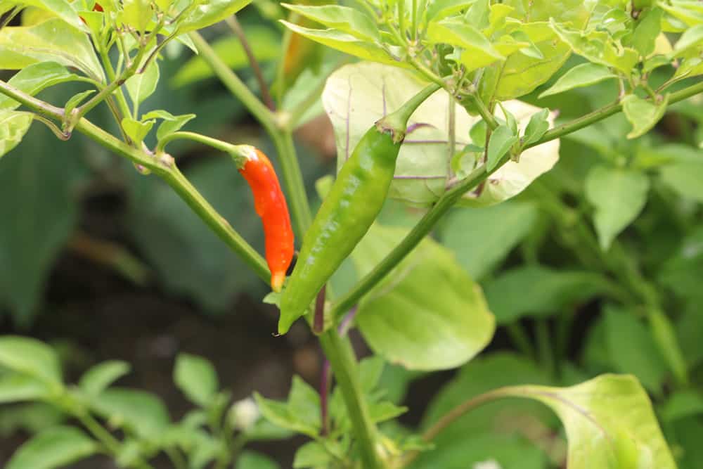 Chili - Capsicum