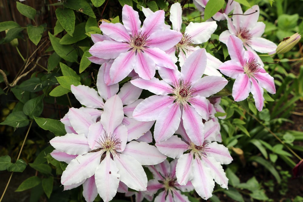 Clematis - Nelly moser - Waldrebe