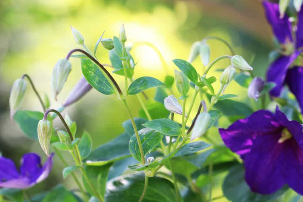 Rankpflanzen fr den Balkon: 10 schnell rankende Balkonpflanzen -  Hausgarten.net