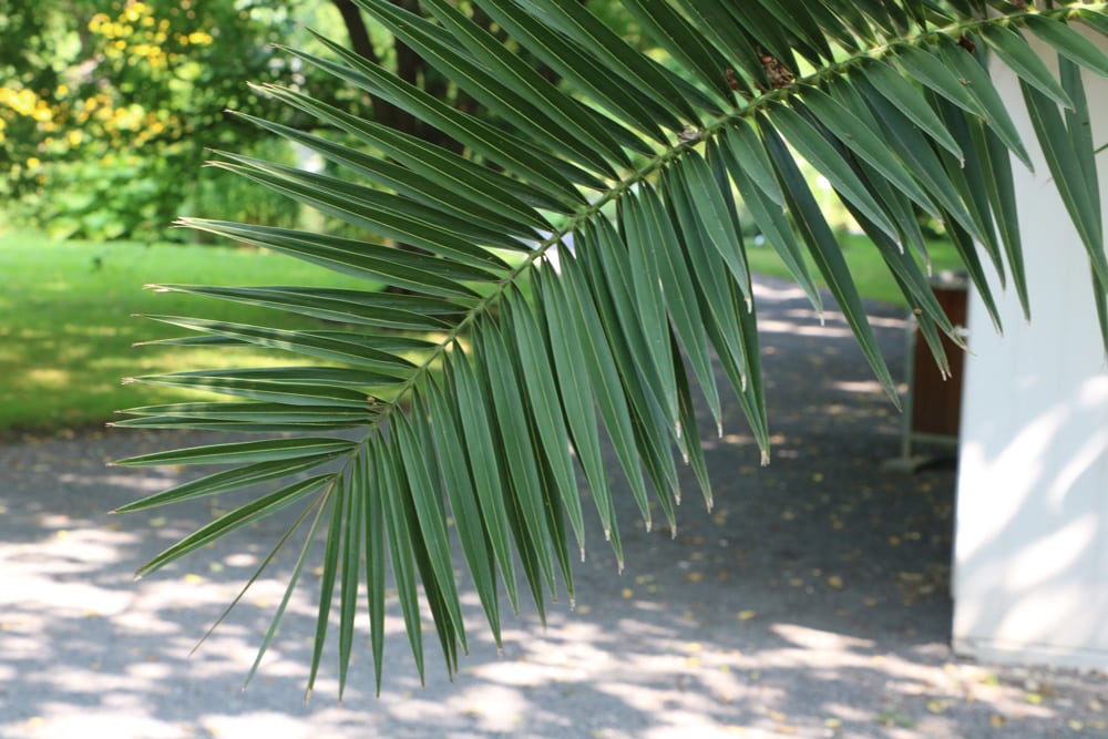 kanarische Dattelpalme - Phoenix canariensis