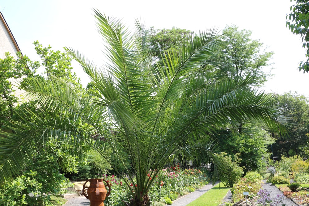 kanarische Dattelpalme - Phoenix canariensis