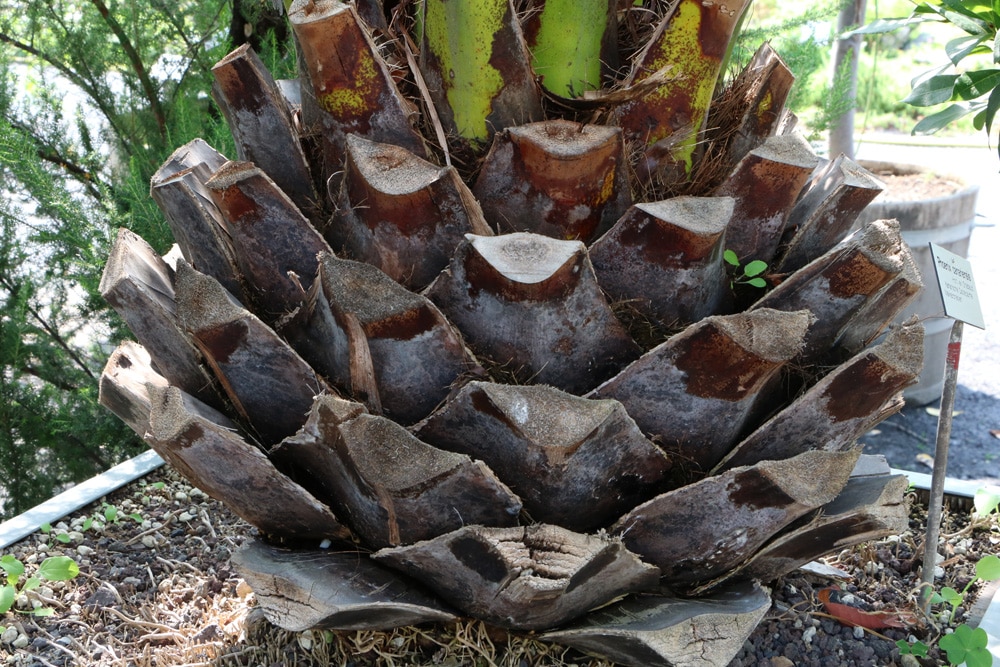 kanarische Dattelpalme - Phoenix canariensis