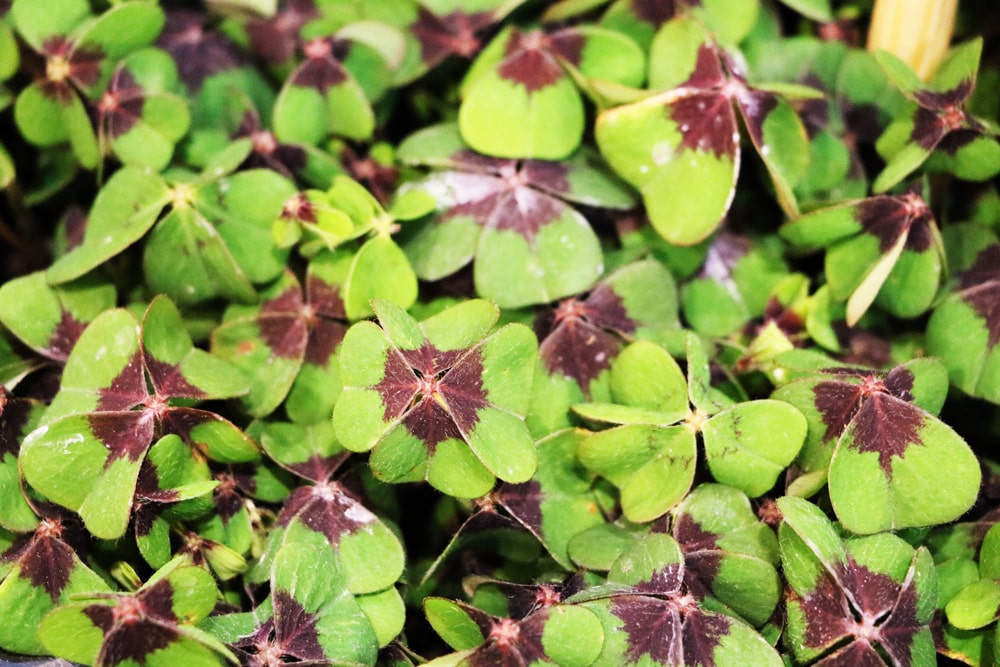 Glücksklee - Oxalis tetraphylla