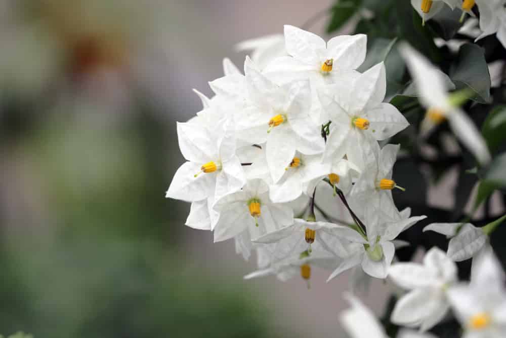 Kletterjasmin - Sommerjasmin - Solanum laxum