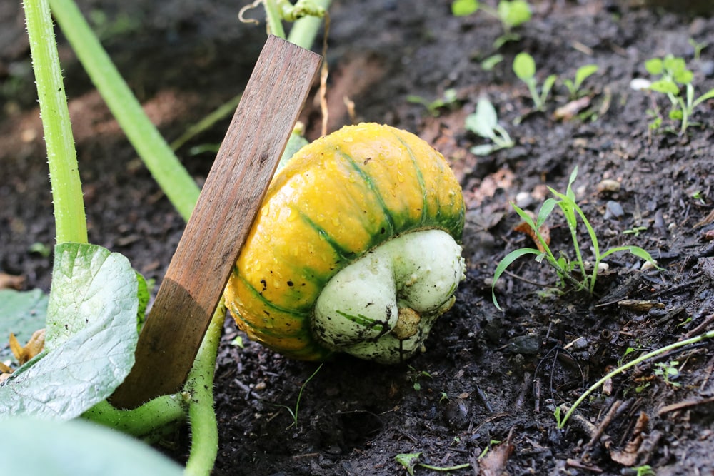 Kürbisse - Cucurbita - Bischofsmütze