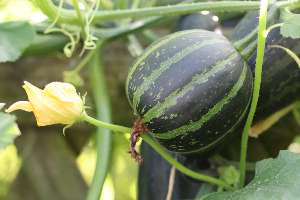 Kürbisse - Cucurbita - Buttercup